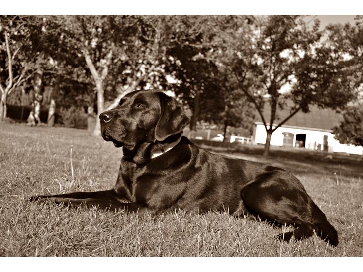 Labrador retriever Yellowstone Butler *DØD* billede 1