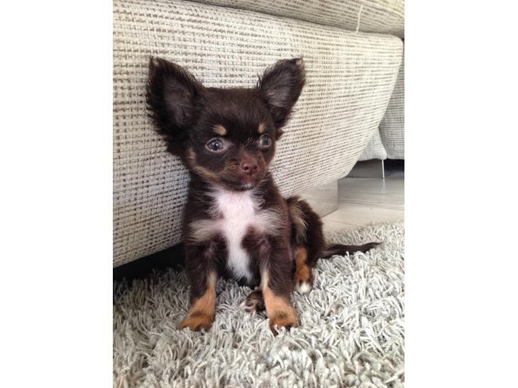 Chihuahua Nugget - Lille pigen holder lige øje med det hele, and she looks damn good doing it :-D billede 1