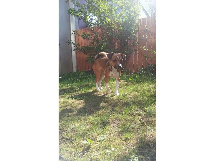 Blanding af racer coco - vi elsker haven billede 1