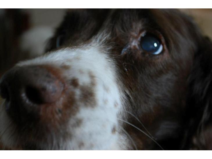 Engelsk springer spaniel Dina billede 1