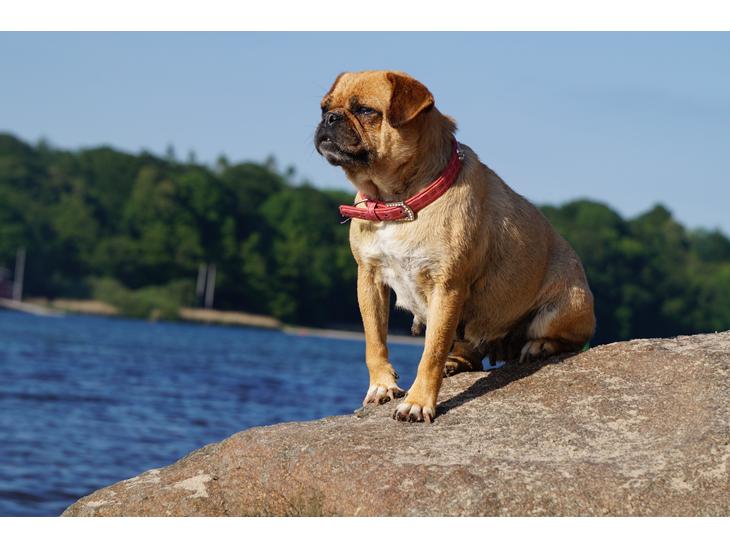Blanding af racer Mops/Fransk bulldog - Bitte billede 1
