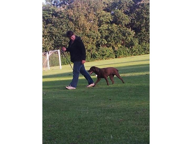 Labrador retriever wilma billede 1