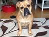 Olde english bulldogge Kida