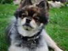 Pomeranian Buddy