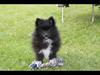 Pomeranian Xibalba (xiba)