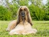 Afghansk mynde Harry [ Himmelhund]