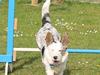 Welsh corgi cardigan Balder
