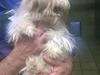 Shih tzu Alma