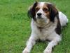Blanding af racer Silja [Japansk cavalier]