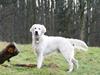 Golden retriever Noi
