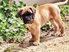 Bullmastiff The artist Bodil Kjær of Showman