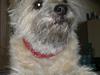 Cairn terrier Nanna