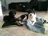 Border collie Kanobi's Dot Com aka Bob