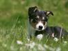 Border collie Cirkus