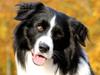 Border collie Matti