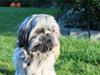 Shih tzu Anton
