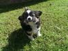 Chihuahua Chanti