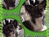 Chihuahua Lucky R.I.P