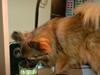 Blanding af racer Theis [ Himmelhund]