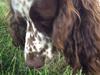 Engelsk springer spaniel Freja