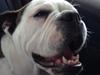 Olde english bulldogge Mischa