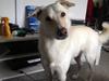 Blanding af racer Nanook