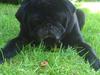 Mops Chitto