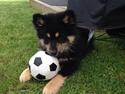 Finsk lapphund Tinka
