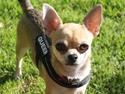 Chihuahua Frk Kvistes Brianna *Bindi*