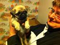 Mops Abby