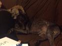 Border terrier Zasha