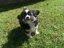 Chihuahua Chanti