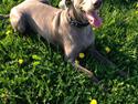 Weimaraner Aura