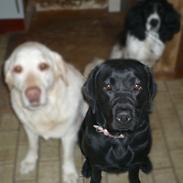 Labrador retriever Mania