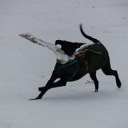 Labrador retriever Balou