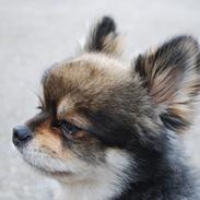 Pomeranian Buddy