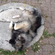 Keeshond Ofelia