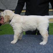 Golden retriever Buddy