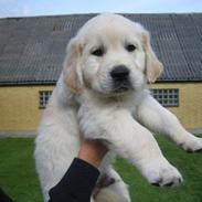 Golden retriever Buddy