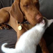 Vizsla Bakkegårdens Holly