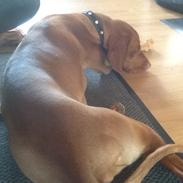 Vizsla Bakkegårdens Holly