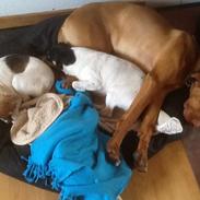 Vizsla Bakkegårdens Holly