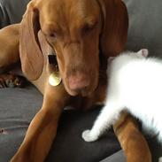 Vizsla Bakkegårdens Holly