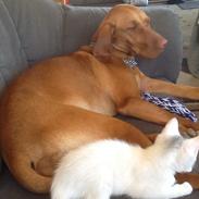 Vizsla Bakkegårdens Holly