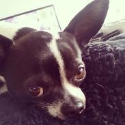 Chihuahua Kato (Min mors charmetrold)