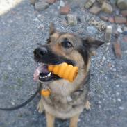 Schæferhund Happy