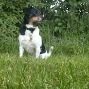 Blanding af racer Max