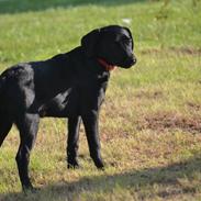 Labrador retriever Boogie