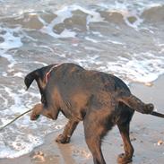 Labrador retriever Boogie