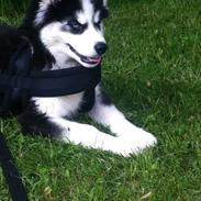 Siberian husky Kenzo